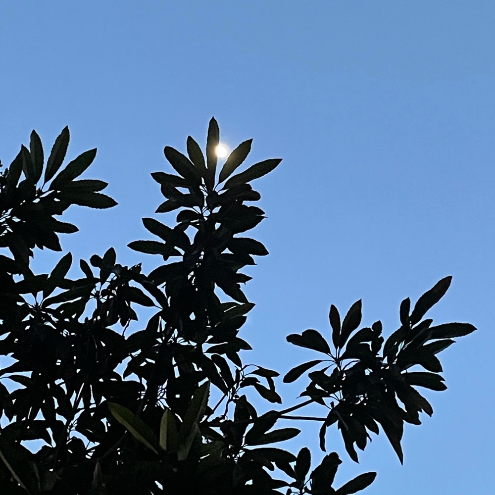 Meet your Posher, Nanxi